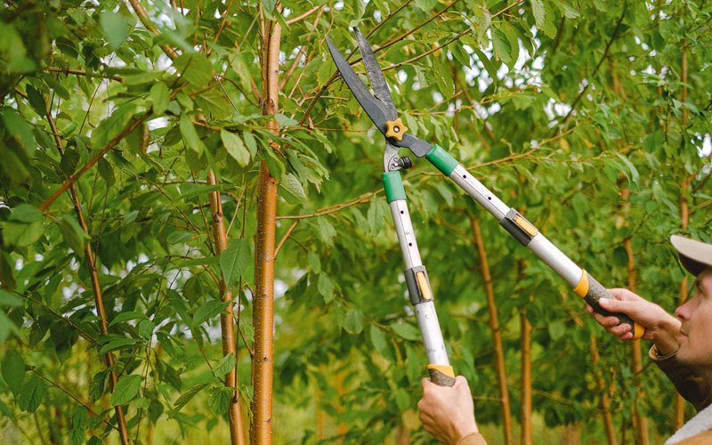 Tree trimming in Collinsville, IL